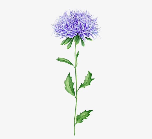 一束鲜花免抠