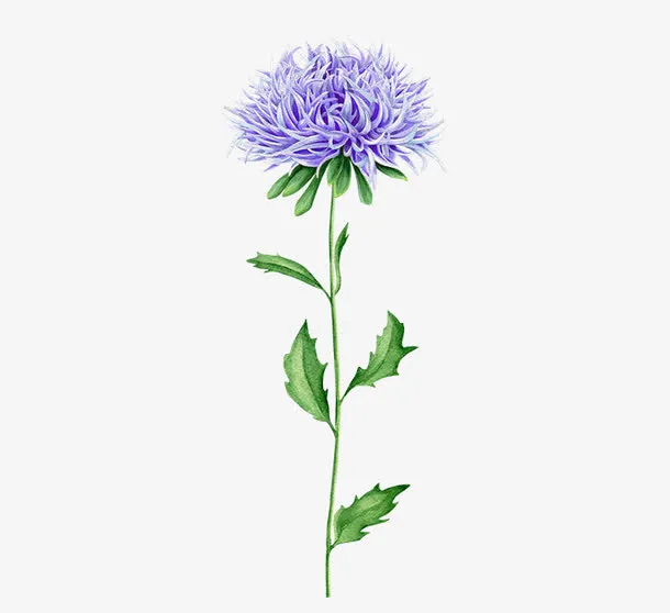 一束鲜花免抠