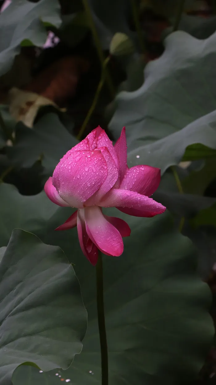 雨中的荷花一高清