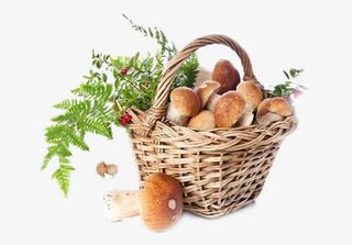 产品实物香菇免抠