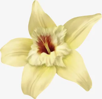 米色鲜花花蕊免抠