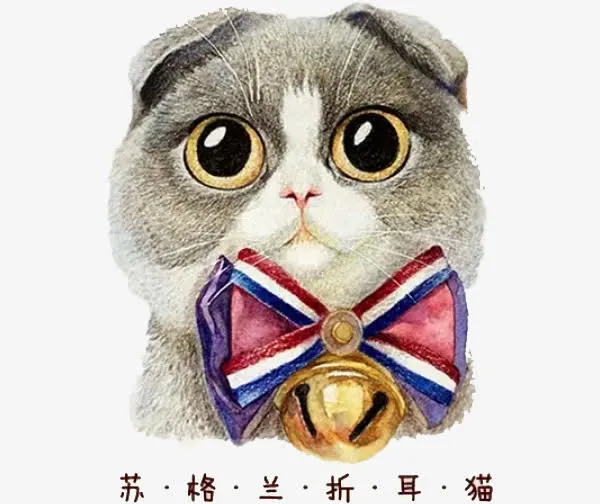 灰色折耳猫免抠