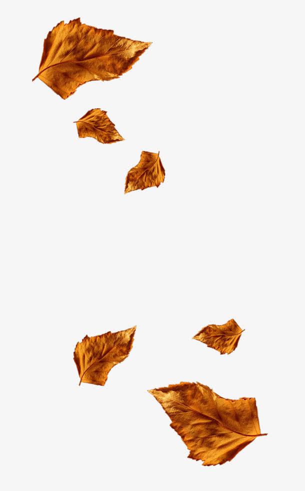 枯叶秋天免抠