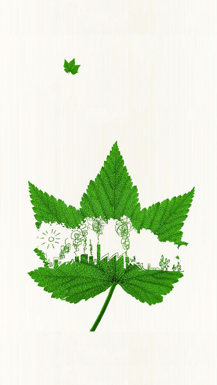 简约绿色枫叶H5背景素材高清