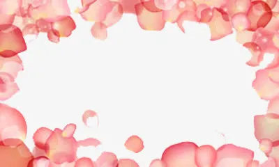 玫瑰边框免抠