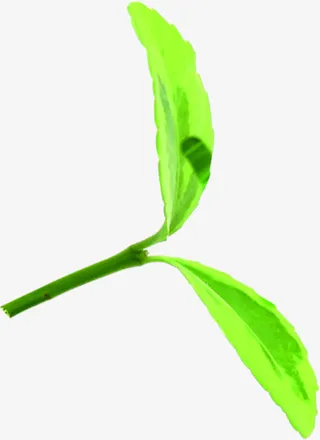 清新春天树叶发芽生长免抠