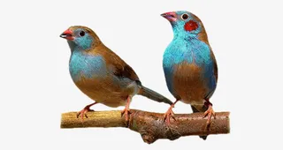 枝头鸟图片素材免抠