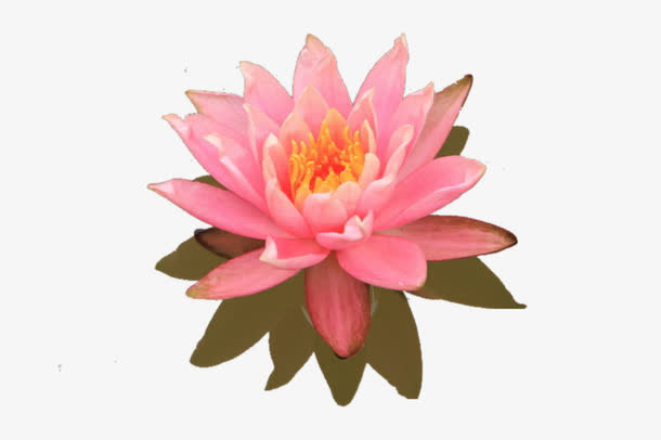 漂亮的莲花免抠