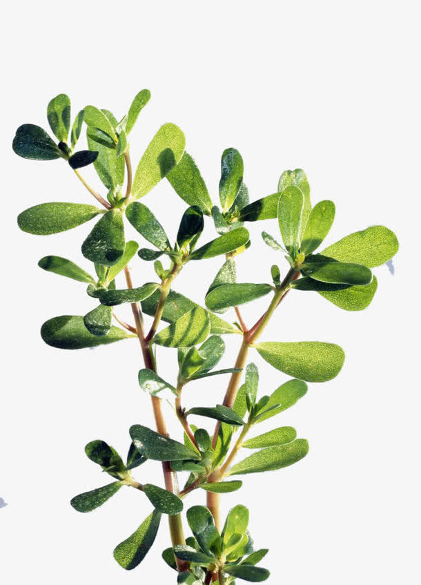 马齿苋枝叶免抠