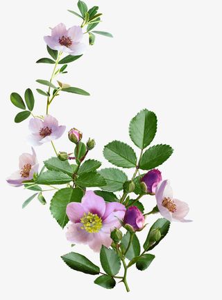 花朵 花瓣 相框免抠