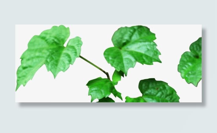 春天清新藤蔓绿叶免抠