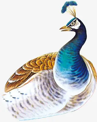 手绘蓝色孔雀头像特写免抠