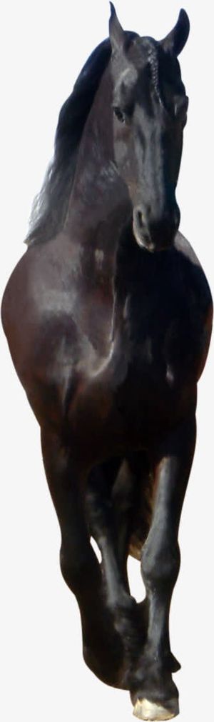 卡通素材马矢量图 骏马 正面免抠