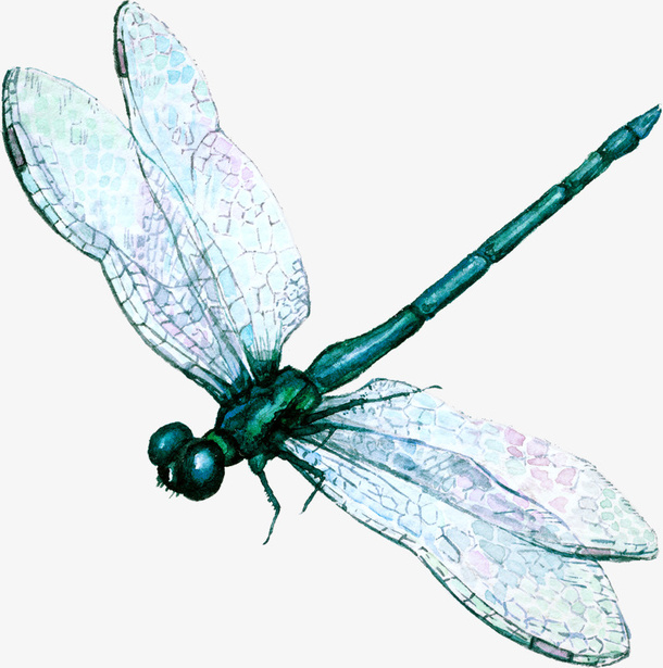 手绘蜻蜓免抠