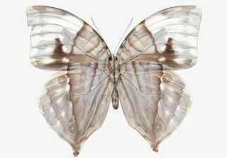 透明枯叶蝶免抠