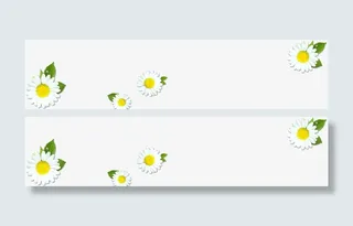 白色小雏菊免抠