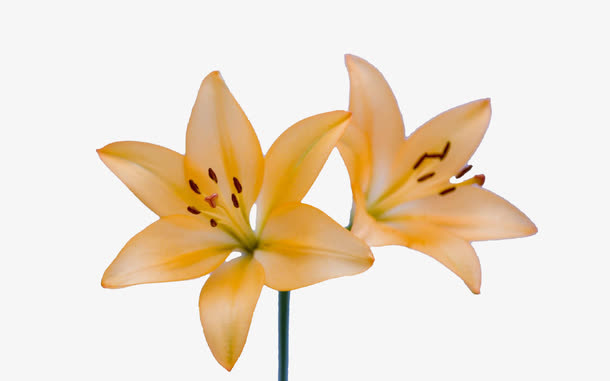 开在一枝上的黄色百合姊妹花免抠