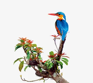 卡通树枝喜鹊免抠