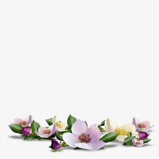 散落的花叶免抠