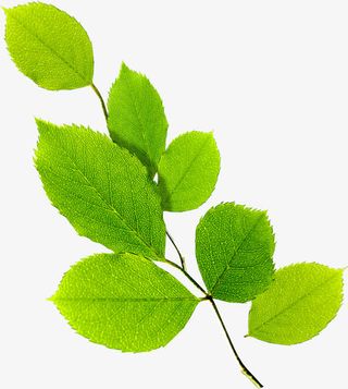 黄绿色清新女鞋植物树枝免抠