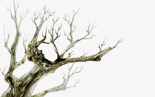 树枝樱花大道图片免抠