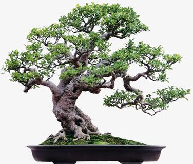 实物办公室内放盆景古榕树免抠