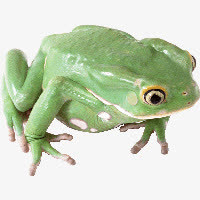 青蛙免抠