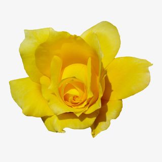 鲜花素材鲜花图片素材免抠