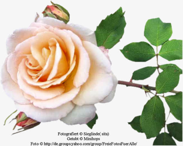 花草矢量图素材花草图案免抠