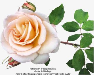 花草矢量图素材花草图案免抠