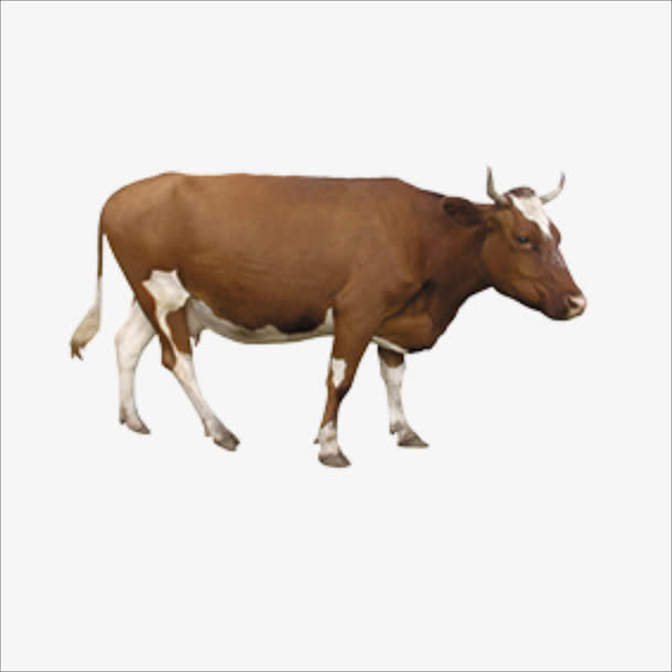 牛免抠