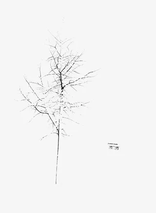 干枯的树枝免抠