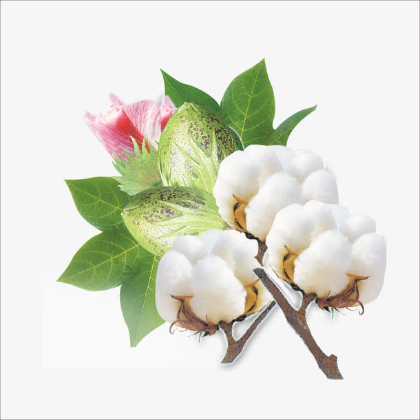 棉花免抠