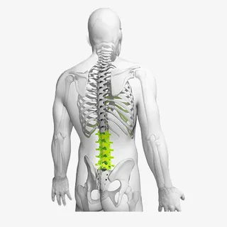 不规则图形绿色脊椎人体免抠素材免抠