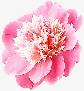 粉红花朵花瓣花蕊免抠