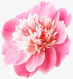 粉红花朵花瓣花蕊免抠
