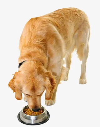 淘宝狗粮海报素材免抠