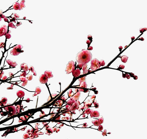 春天公园盛开的桃花免抠