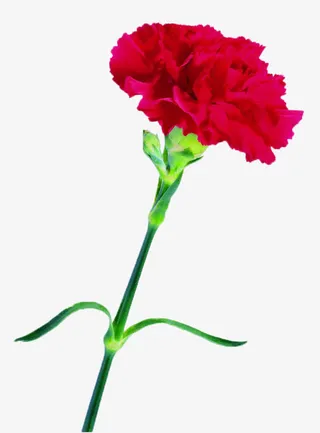 红色康乃馨免抠