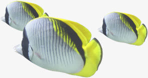 摄影海报海底鱼夏日免抠