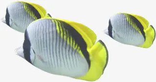 摄影海报海底鱼夏日免抠