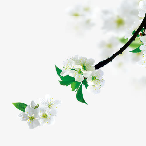 梨花树枝免抠