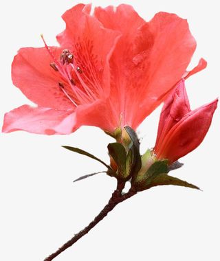 杜鹃花 杜鹃  粉色免抠