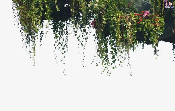 爬山虎免抠