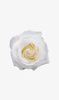 免抠单朵白玫瑰免抠