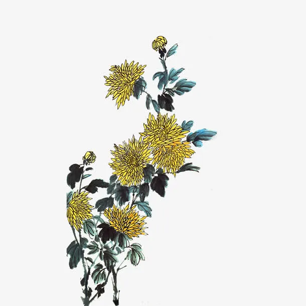 手绘菊花免抠