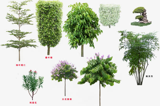 树免抠