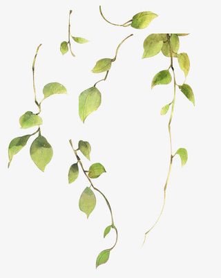 绿色叶子绿叶免抠