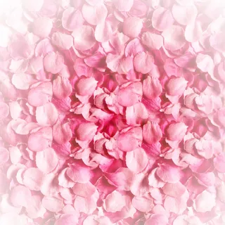 玫瑰花瓣主图背景高清