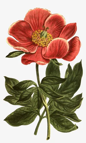 复古手绘植物花卉插画元素素材免抠
